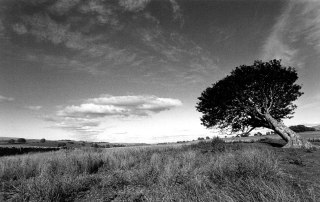 Cumbria,Tree/Sky.