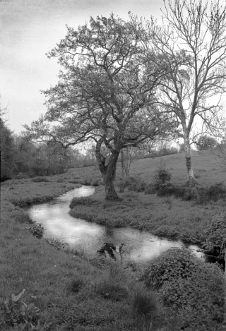 Stream/Tree,Dorset.