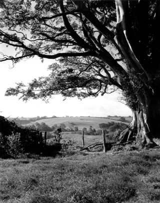 Landscape,Dorset.