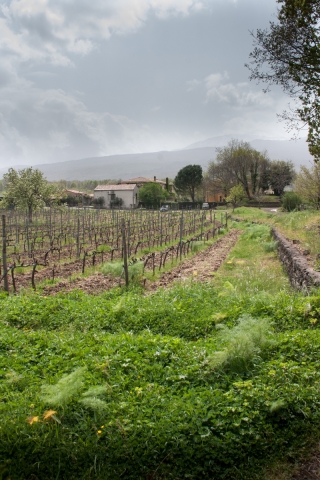 Agriturismo San Marco [Mt.Etna], 5