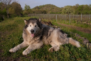 Agriturismo San Marco 17