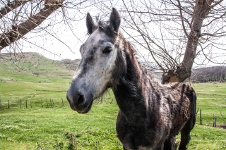 Skinny but lovely horse, Nr Montalbano Elicona, Sicily.