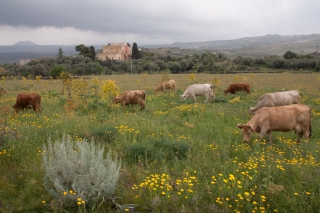 Cattle and Flowers.