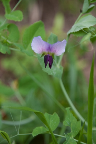 Wild Flowers 1