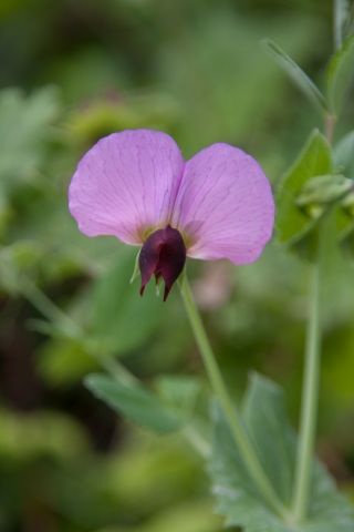 Wild Flowers 4