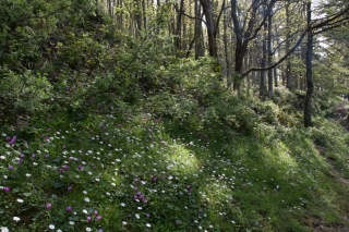 Cyclamen and Daisies 4, Sicily.