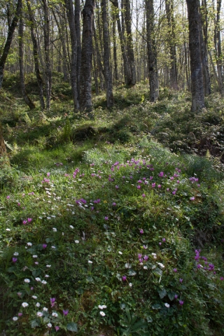 Cyclamen and Daisies 5, Sicily.