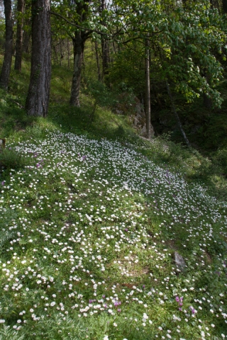 Cyclamen and Daisies 6, Sicily.