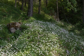 Cyclamen and Daisies 7, Sicily.