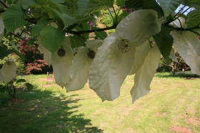 Handkerchief Tree, Westonbirt.