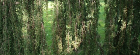 Hanging Cypress, Westonbirt.