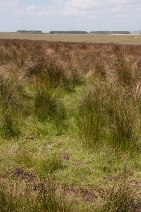 Salt Marsh, Gower, Wales.