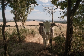 Wittenham Clumps, Castle Hill, 2018. 2.