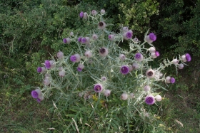 Wittenham Clumps, Thistles, 2018.