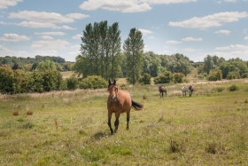 Nr Great Bedwyn, Wilts, '20.