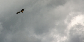 Red Kite above Carreg Cennen, Wales, '21.