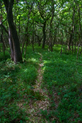 Oak Copse, Quantock Hills, Somerset, '22.