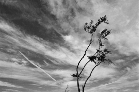 Tree/Sky, Kent.