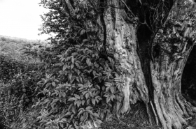 'Hanging Tree', Craswall, Herefordshire.