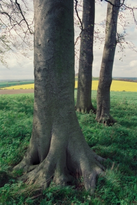 Wittenham Clumps, Oxfordshire. '93. 3.