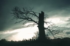 Broken Oak, Bradwell, Essex.