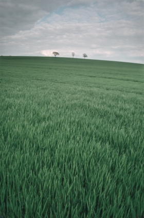 3 Trees, Herts.