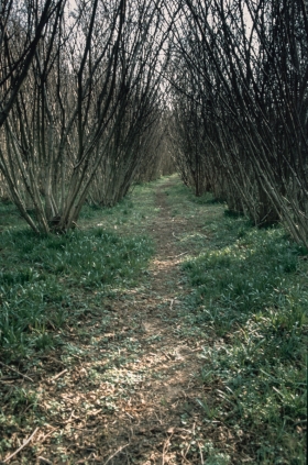 Managed Woodland, Surrey.