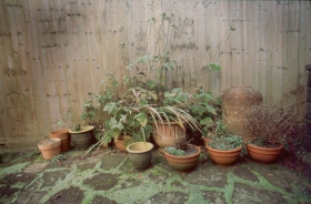 Garden, Surrey.